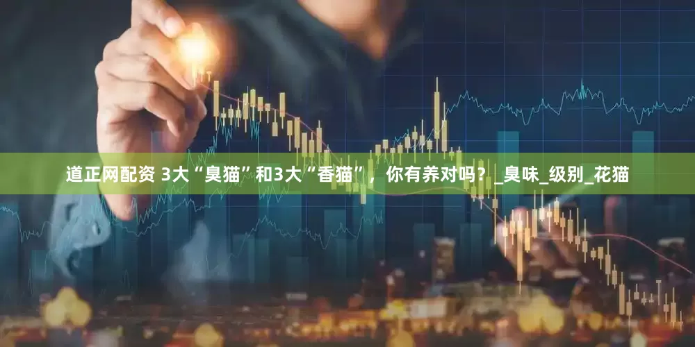 道正网配资 3大“臭猫”和3大“香猫”，你有养对吗？_臭味_级别_花猫