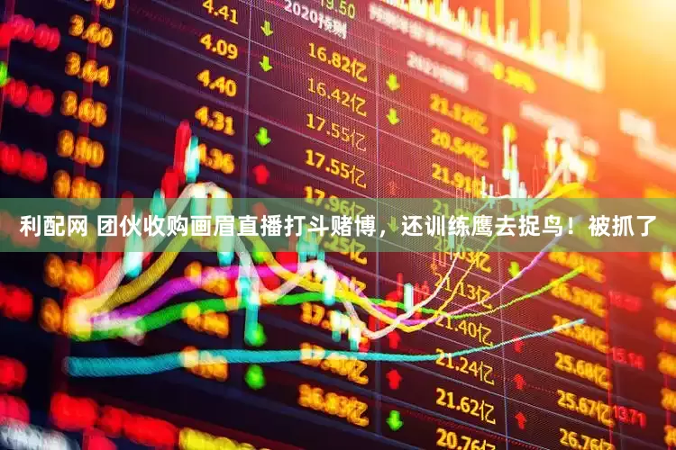 利配网 团伙收购画眉直播打斗赌博，还训练鹰去捉鸟！被抓了