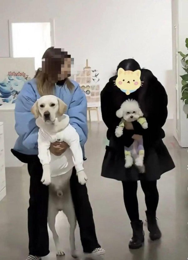 东方优配 上班不用摸鱼可以撸猫撸狗！河南一公司鼓励员工带宠物上班，员工平均年龄28岁